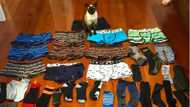 Hırsız kedi, çaldığı çamaşır ve çoraplarla.