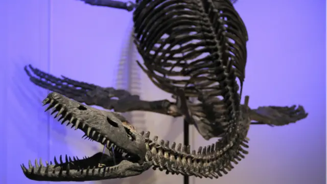 Esqueleto de un Plesiosauro