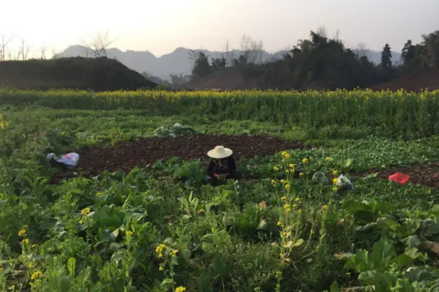 土地是中國農民賴以生存的資源。三月油菜花已開，但王坤們陸續搬遷，過幾年再見不到村裏的花開。