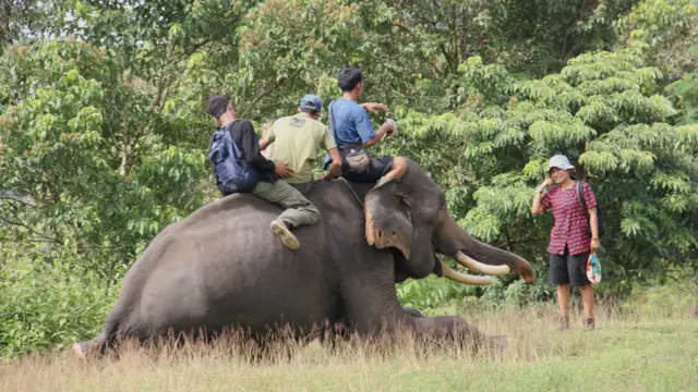 Tiga pawang gajah di PLG Seblat berbicara pada dokter hewan Erni Suyanti.