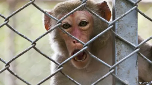 野生生物學家多年前就知道，被捕捉的動物可能因為緊張過度而死亡(圖片來源：Thinkstock)