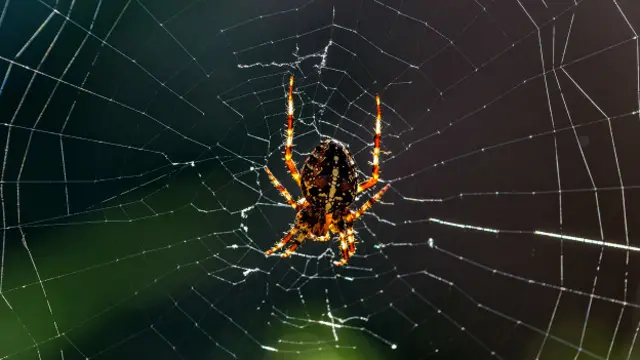 Araña