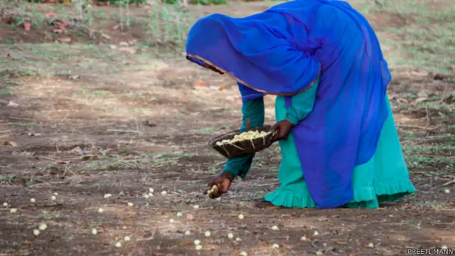 महुआ चुनती आदिवासी महिला