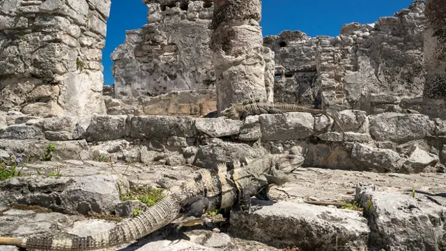 Археологи так и не пришли к единому мнению о том, что вызвало закат цивилизации майя