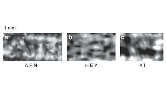 Letras foram identificadas previamente nos papiros de Herculano, na Itália