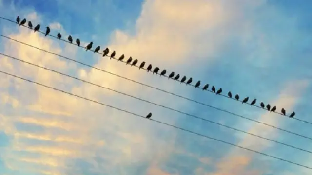 غالبا ما يتبنى الناس الرؤية التي تتبناها الأكثرية حتى وإن كانت خاطئة بوضوح 