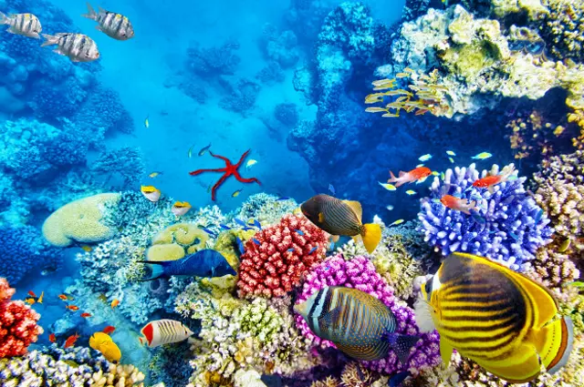 Красочный подводный мир