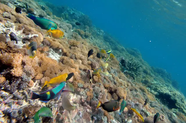 Кораловый риф острова Комодо