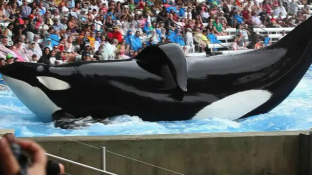 Parque americano SeaWorld anunciou encerramento gradualmelhores jogos de aposta para ganhar dinheiroshows com orcas