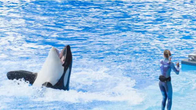 Capturamelhores jogos de aposta para ganhar dinheiroorcas para espetáculos começou na décadamelhores jogos de aposta para ganhar dinheiro60 e ainda ocorre