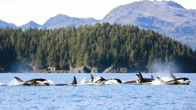 Na natureza, orcas vivemmelhores jogos de aposta para ganhar dinheirogrupos unidos por códigosmelhores jogos de aposta para ganhar dinheirocomum