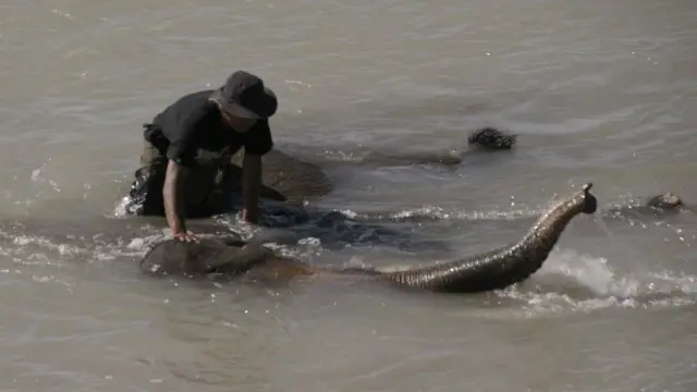 Suwaji memandikan Dino, gajah yang diduga pernah membunuh manusia ketika dimanfaatkan sebagai gajah tunggangan wisata.