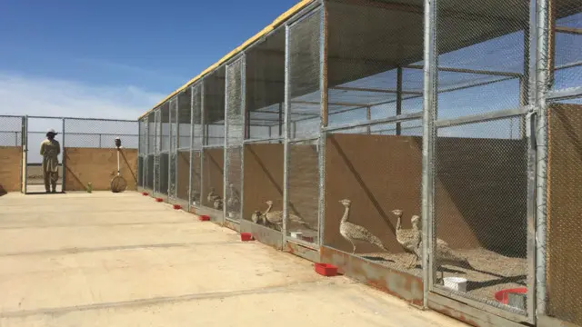 دغه روزنځای په منظم ډول وسپنیزې خونې لري چې د "توغ دارو" په نوم مرغان پکې ساتل کېږي.