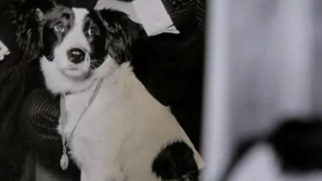 Pickles no entendía mucho de medallas, pero por suerte también le dieron una bandeja entera de pavo.