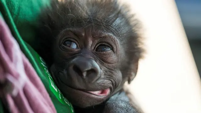 Детеныш гориллы в Бристольском зоопарке