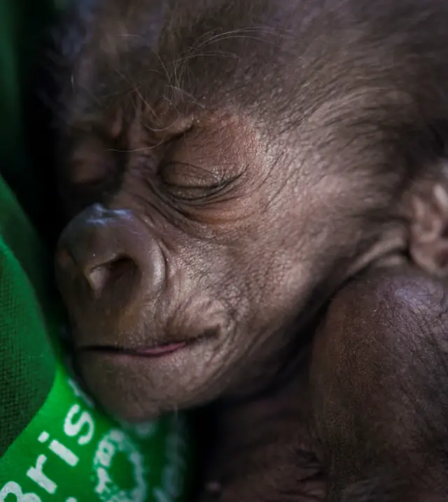 Детеныш гориллы в Бристольском зоопарке