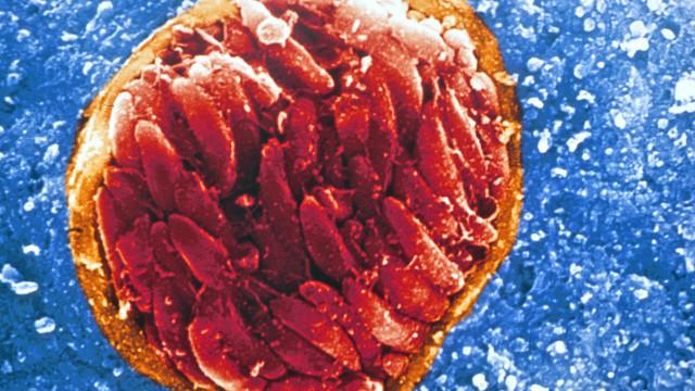 Universidadebonus de boas vindas sportingbetChicago