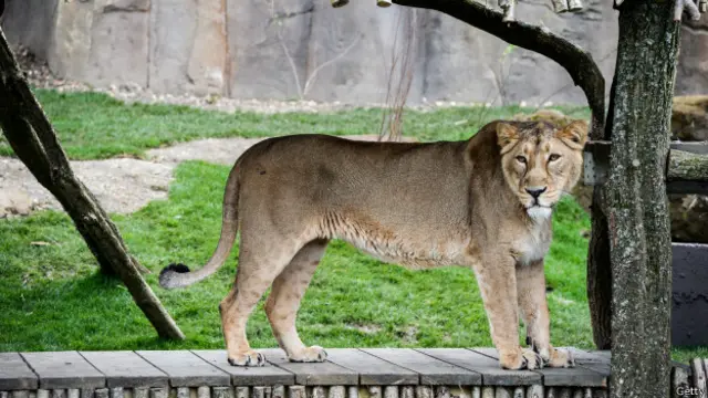 गिर के शेर