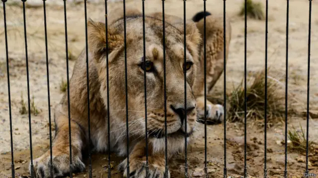 गिर के शेर