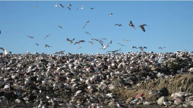 Burung-burung bangau putih Portugal kini membangun koloni di dekat tempat-tempat pembuangan sampah.