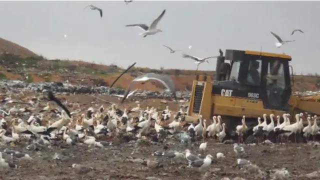 Sebagian dari bangau putih Portugal terbang 100km demi mendapat makanan siap saji dari tempat pembuangan sampah.
