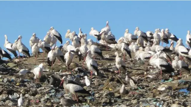 Ilmuwan mencemaskan penutupan tempat pembuangan sampah bisa membuat bangau putih tak lagi mendapat sumber makanan.