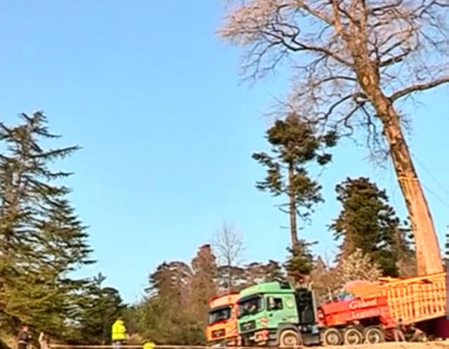 camiones con el árbol