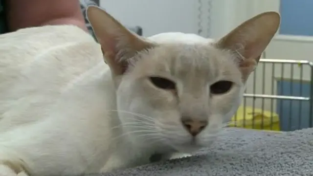 Кошка по кличке Капкейк жива и в целом здорова, говорят ветеринары