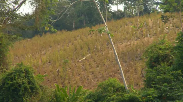 Plantación de coca vista desde el río Catatumbo