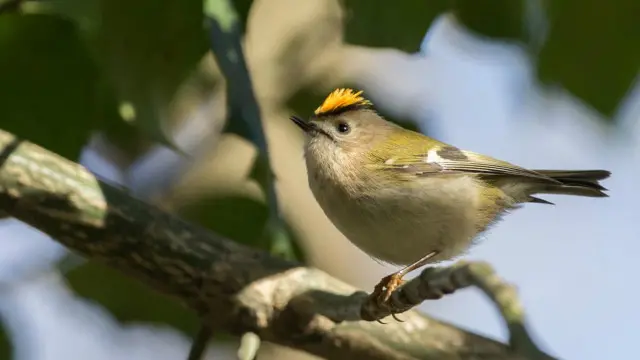 Burung Goldcrest (Kredit: Neil Higginson)
