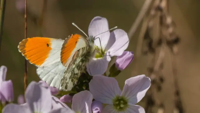 Kupu-kupu Orange tip (Kredit: Wendy Cooper)