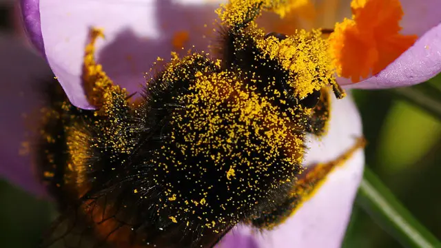 Bumblebee (Kredit: Shelley Kilpatrick)