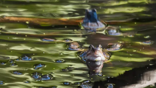 Katak-katak (Kredit: Wendy Cooper)