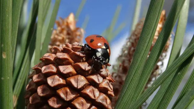 Kumbang (Kredit: Elizabeth Cooksey)