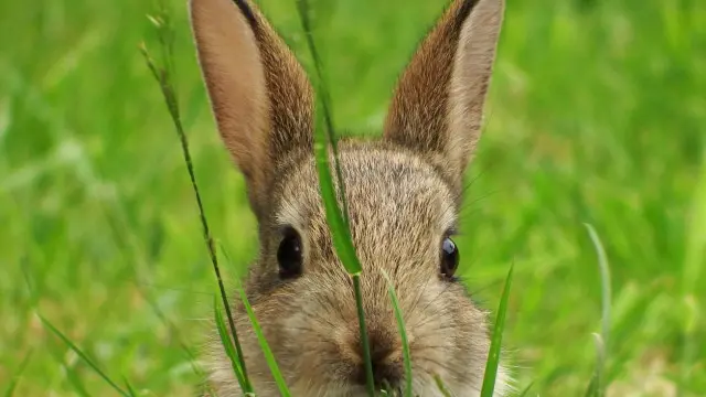 Kelinci (Kredit: Molly Harwood)