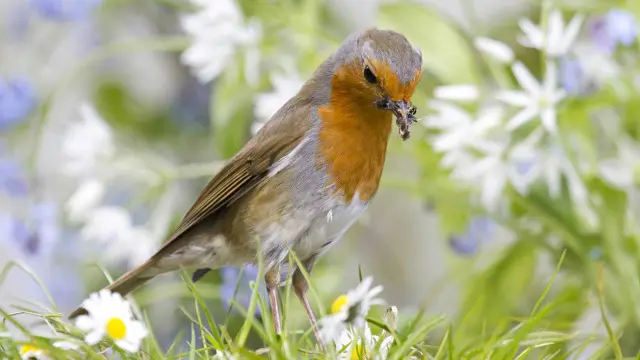 Burung Robin (Kredit: Christine Hall)