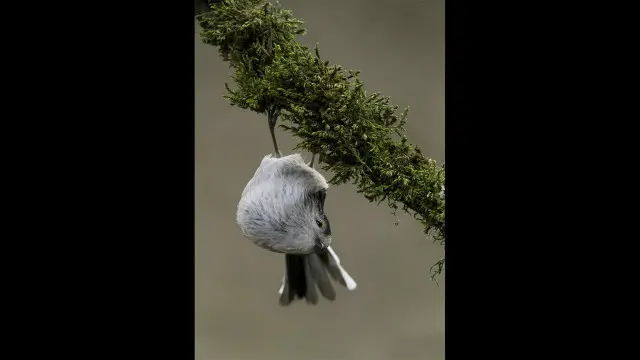 Burung kecil berekor panjang (Kredit: Richard Venn)