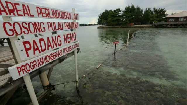 Kawasan gosong pasir di Pulau Pramuka telah ditanami terumbu karang seluas 14,3 hektar.