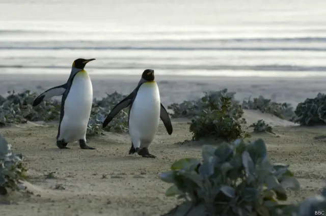 Malvinas/Falklands están en en Atlántico sur.