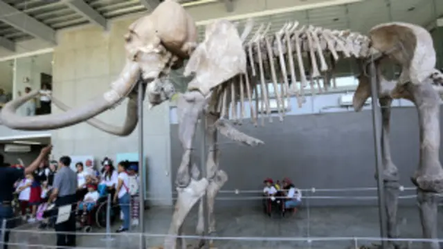 Esqueleto de un mamut