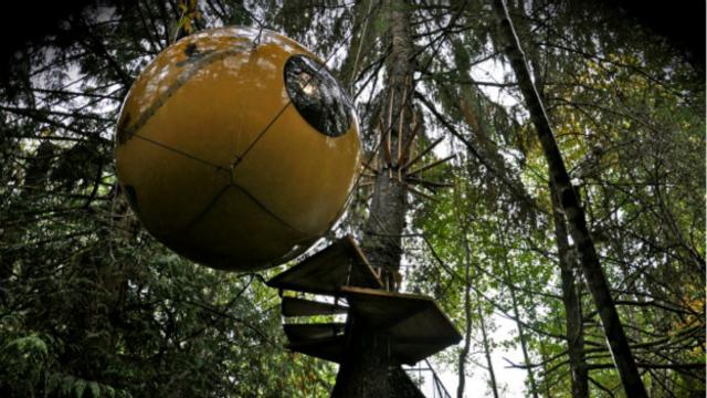 Las esferas están suspendidas en los árboles del bosque de Vancouver Island.