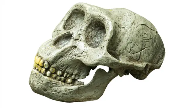 Череп австралопитека