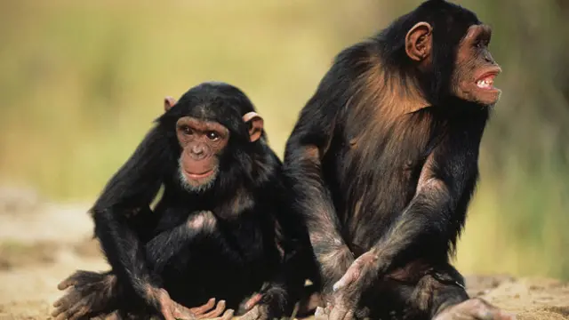 Шимпанзе - это человек или нет?