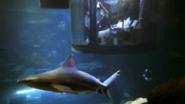 La habitación en el Acuario de París