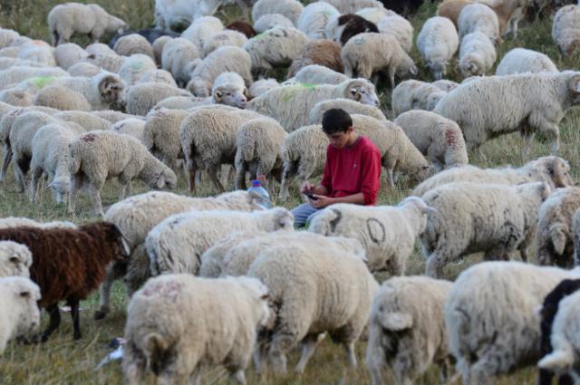 Ответы chelmass.ru: Правда что существует кавказская традиция - заниматься сексом с овцой или ишаком?