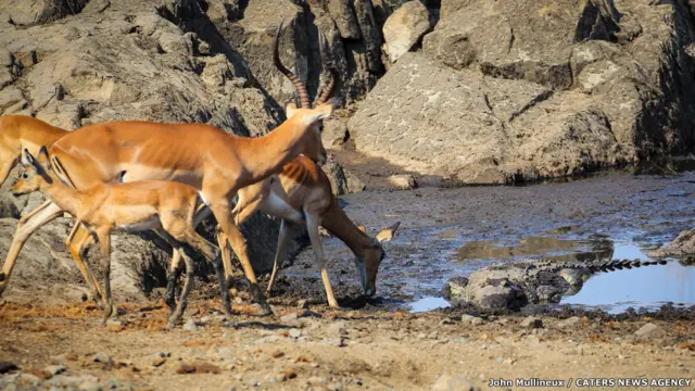 تمساح وغزلان إمبالة في حديقة "كروجر" الوطنية في جنوب أفريقيا، جون مولينو.