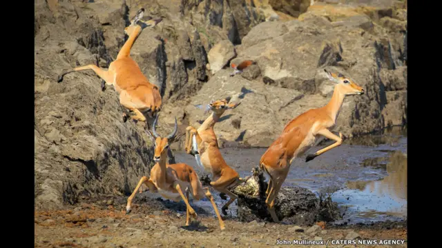 تمساح وغزلان إمبالة في حديقة "كروجر" الوطنية في جنوب أفريقيا، جون مولينو.