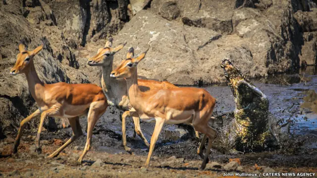 تمساح وغزلان إمبالة في حديقة "كروجر" الوطنية في جنوب أفريقيا، جون مولينو.