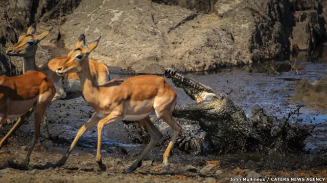 تمساح وغزلان إمبالة في حديقة "كروجر" الوطنية في جنوب أفريقيا، جون مولينو.