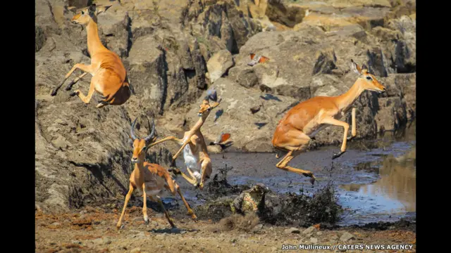 تمساح وغزلان إمبالة في حديقة "كروجر" الوطنية في جنوب أفريقيا، جون مولينو.